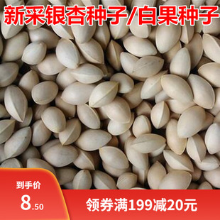 新采银杏种子  可食用 白果树 银杏树种子 特级银杏 绿化占地用种