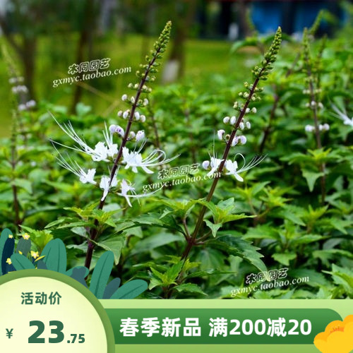 药中草药材种植猫须草种子和苗 肾茶化石草观赏入 花卉盆栽包邮