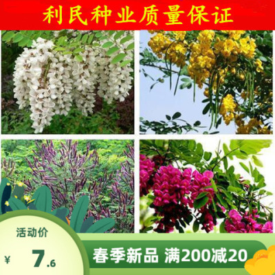 白黄红花槐洋槐刺槐种子护坡紫穗槐香花黄金龙爪槐速生国槐种子
