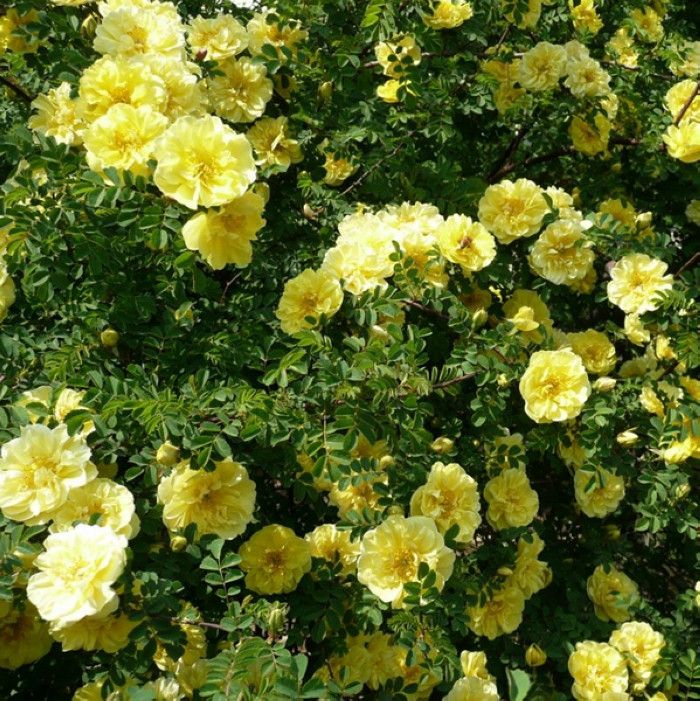 黄刺玫种子刺玫花黄刺梅观赏重瓣黄刺玫园林绿化芳香油爬墙梅种籽