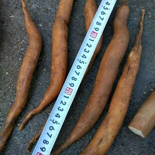 正宗云南大天冬种子种苗天门冬种子天冬种子种籽天冬种籽高产包邮