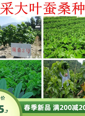 大叶蚕桑种子 强桑一号 养蚕喂蚕桑叶树种子 农桑14号 饲料桑葚籽