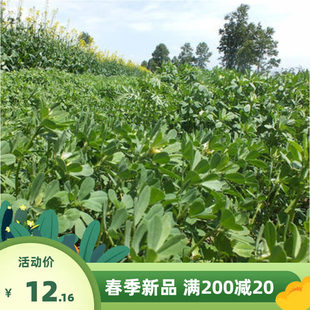 香草种子葫芦巴子籽芽苗菜可制天然香精作蔬菜吃芦巴籽香豆子种子