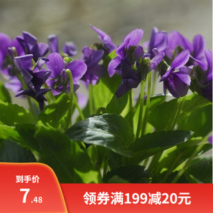 花卉紫花地丁种子早春开花田地丁少花狭叶蓝花盆栽甜地丁种子