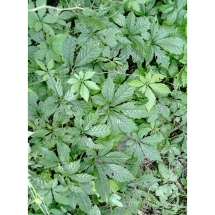 绞股蓝种子 七叶绞股蓝种子 南方人参绞股蓝种子野生材种子