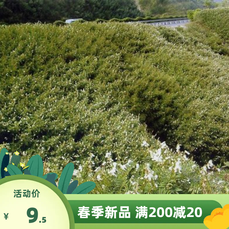 木豆种子 猪屎豆 山毛豆护坡灌木种子 护坡种子 山体护坡四季播种