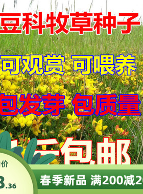 百脉根种子牧草种子五叶草牛角花草种子多年生牧草高产量护坡固土