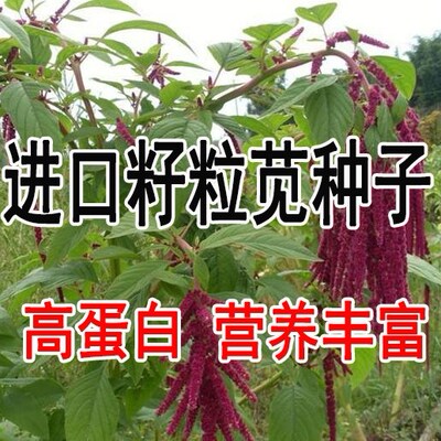 优质牧草种子,高产高蛋白的美国籽粒苋种子 千穗谷种子猪牛羊鸡鹅