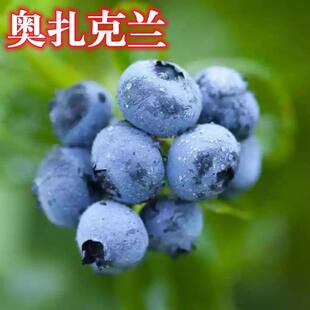 奥扎克兰蓝莓树果苗带果蓝莓苗盆栽南北方种植蓝莓果树苗当年结果