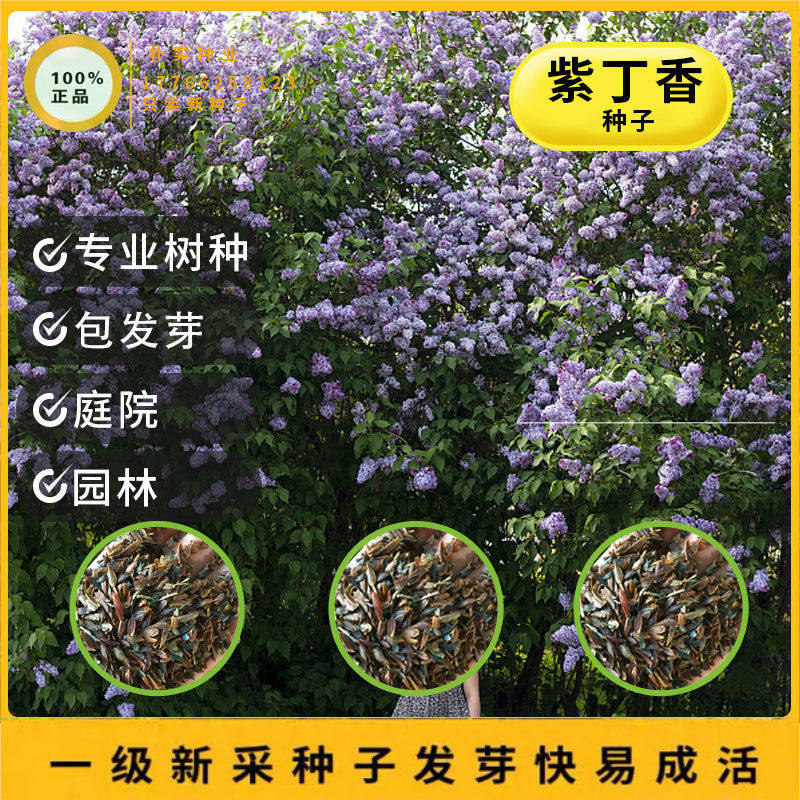 紫丁香种子 丁香树种子耐寒树种  白丁香小叶暴马丁香花种子花卉 - 实物图