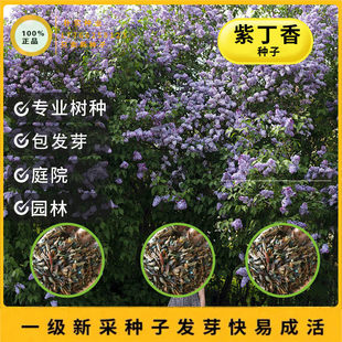 紫丁香种子 丁香树种子耐寒树种  白丁香小叶暴马丁香花种子花卉