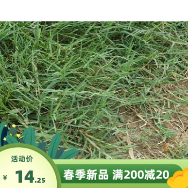 巴根草种子铁线草蟋蟀草 耙耕草种籽防水土流失巴根草籽 固土护坡