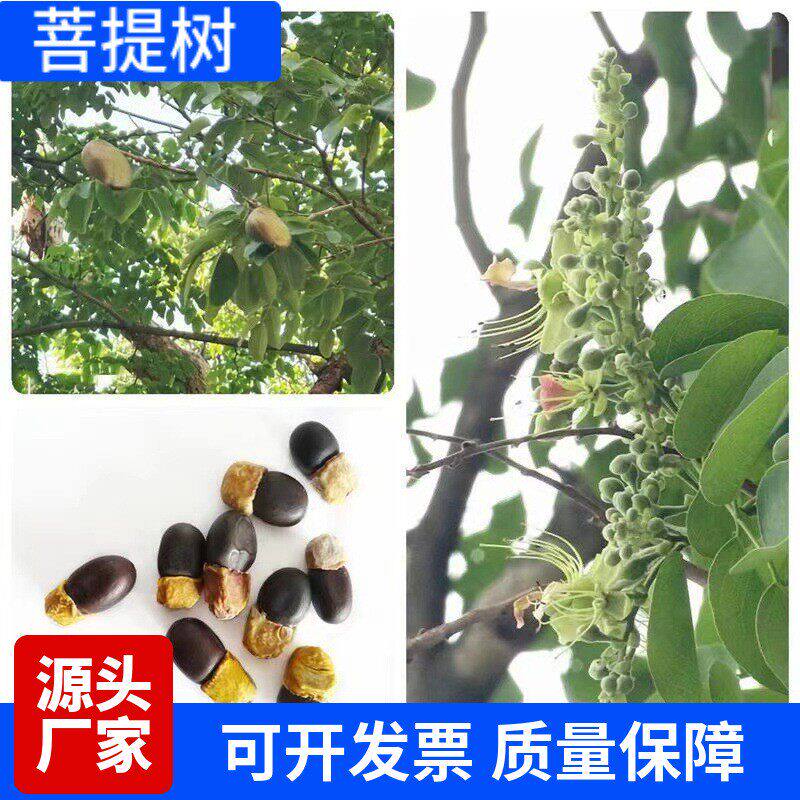 菩提树种子 缅茄子树种子 文玩树种子热带植物