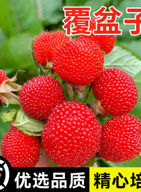 野草莓覆盆子种子野生果蓬蘽空肚莓空心泡托莫根树莓刺泡果药材籽