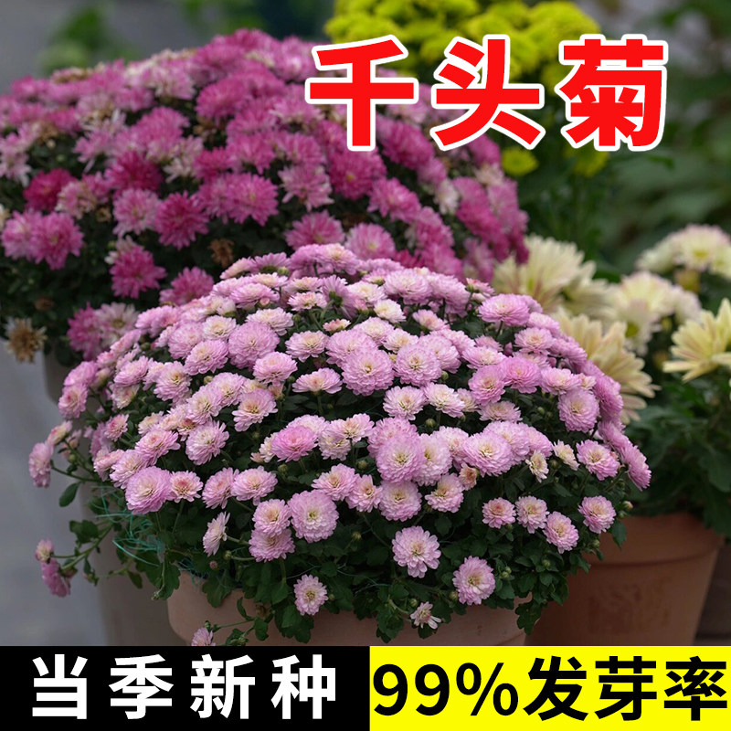千头菊种子混色糖果菊种孑球花种籽子四季播种开花翠菊小雏菊花籽