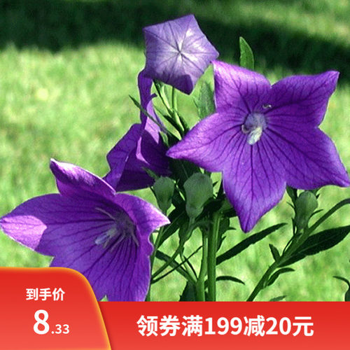 桔梗花盆栽种植价格 桔梗花盆栽种植图片 星期三