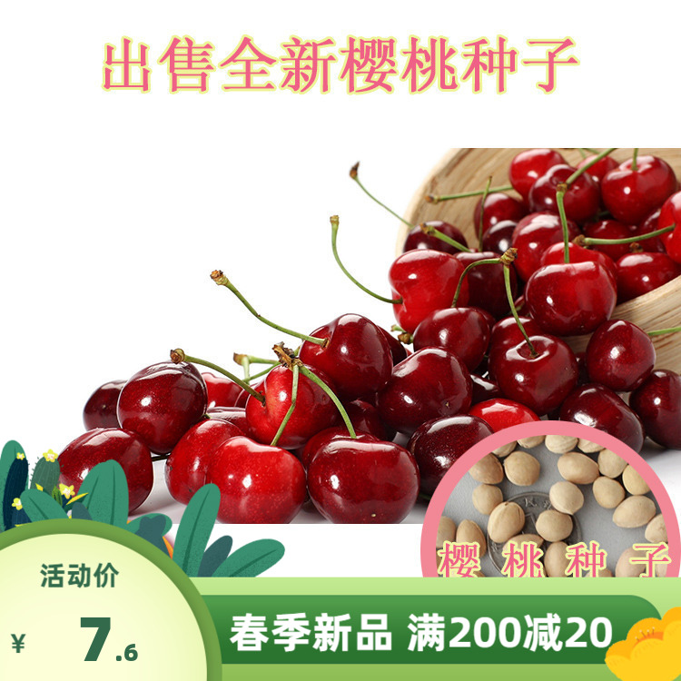 优质樱桃种子山樱桃种子果树种子毛樱桃种子车厘子种子大樱桃种籽