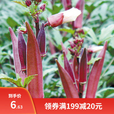 散装黄秋葵籽 优质高产 紫秋葵红秋葵种子四季播种蔬菜大田种包邮