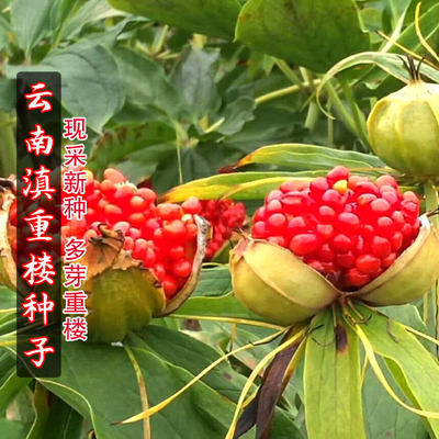 中药材种子正宗云南重楼种子粉质滇楼七叶一枝花滇重楼独角莲种子