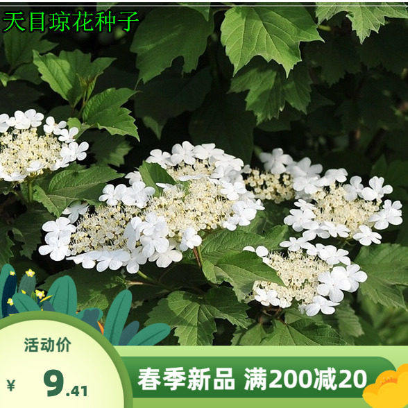 新籽中草药种子 天目琼花种子 鸡树条荚蒾 鸡树条 佛头花树种子