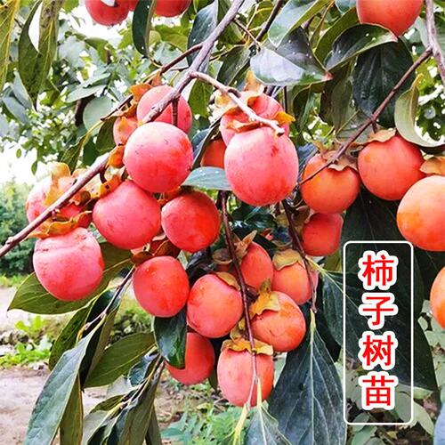 柿树甜脆柿黑柿子树活苗嫁接火晶水果日子庭院果树大本南北方种植