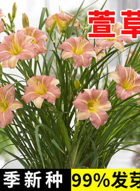 大花萱草种子金娃娃萱草种籽黄花萱草种盆栽花宿根多年耐荫花种子