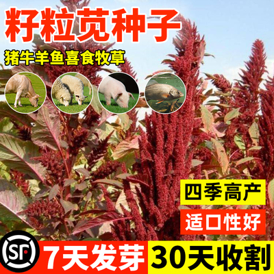 美国籽粒苋牧草种子多年生四季高产耐旱畜牧养殖喂鸡鸭鹅牛羊草籽