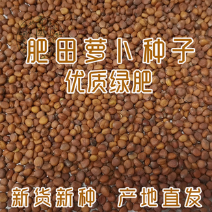 肥田萝卜种子肥田萝卜种籽秋冬绿肥紫云英毛苕白三叶苜蓿绿肥种子