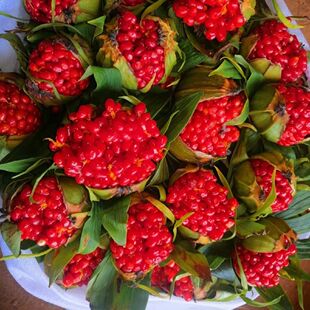 七叶一枝花种子云南滇重楼种子独角莲现在矮杆多芽高杆大叶重楼子