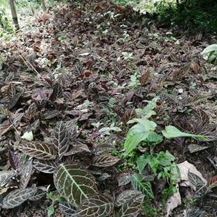 红背走马胎种子走马风山猪药大叶紫金牛走马胎种子野生草药材种籽