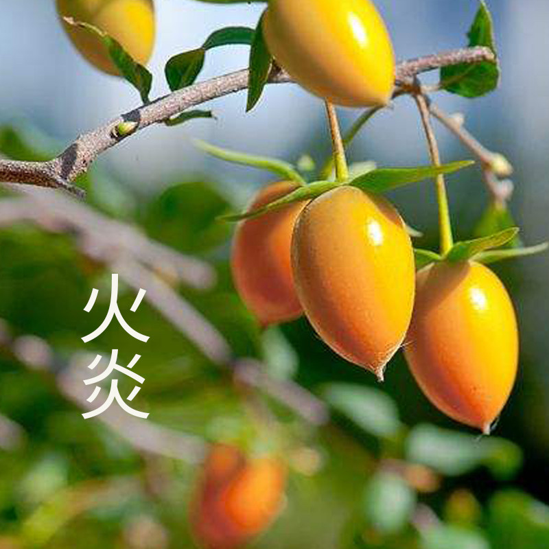 林林种业春季金弹子树种子花生形