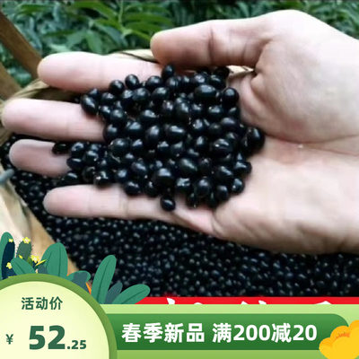 药材山豆根种子 种苗 苦参种子广豆根 苦豆根 山大豆根种子种苗