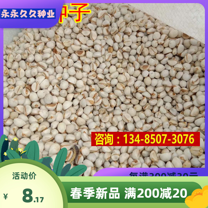 新采乌桕种子腊子树桕子树野生漆树大木漆树籽橡树青冈栎红橡树种