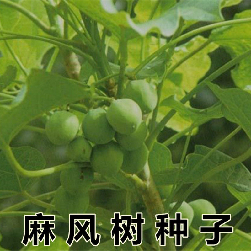 麻疯树种子苗木种子麻风树种子 桐油树种子能源树柴油树 林木种子_虎窝淘