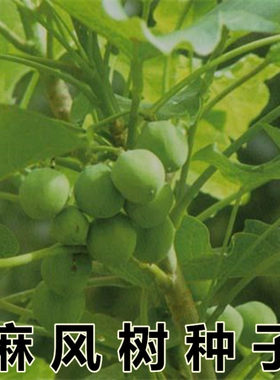 麻疯树种子苗木种子麻风树种子 桐油树种子能源树柴油树 林木种子