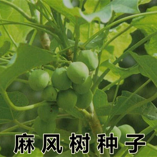 麻疯树种子苗木种子麻风树种子 桐油树种子能源树柴油树 林木种子