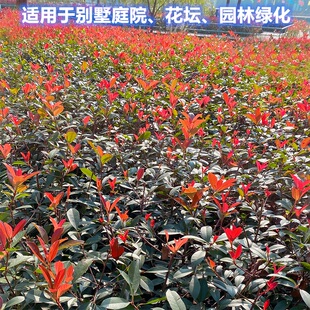 红叶石楠球小苗 罗宾紫薇红花继木树苗庭院别墅花卉园林绿化