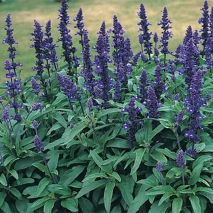 多年生林下蓝花鼠尾草种子园林景观工程庭院花卉春秋易种红鼠尾草