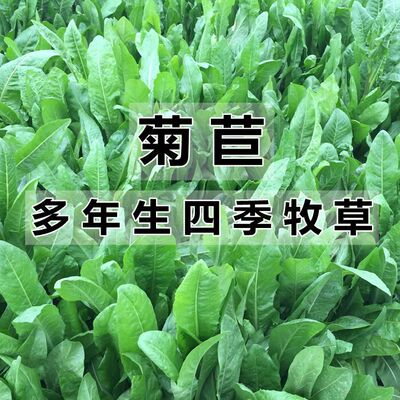 菊苣草种籽大叶多年生四季牧草种子养殖喂牛羊鸡鸭鹅猪草种子再生