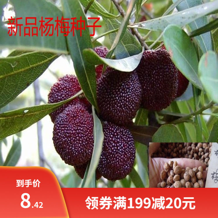新品杨梅种子 水果苗籽 杨梅种子 家庭盆栽 阳台庭院地栽果苗种子