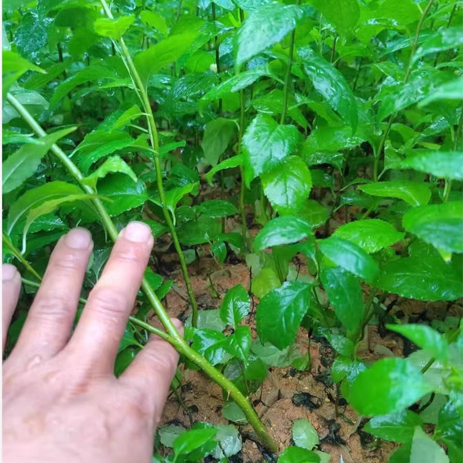 岗梅种子常绿小灌木凉茶点称星土甘草山梅根天星木秤星树种子