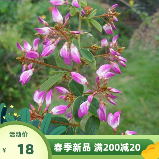 新采胡枝子种子林木随军茶护坡灌木绿植绿化花卉园艺绿肥饲料蜜源