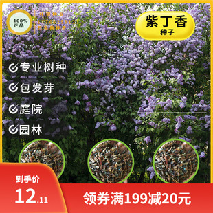 紫丁香种子 丁香树种子耐寒树种  白丁香小叶暴马丁香花种子花卉
