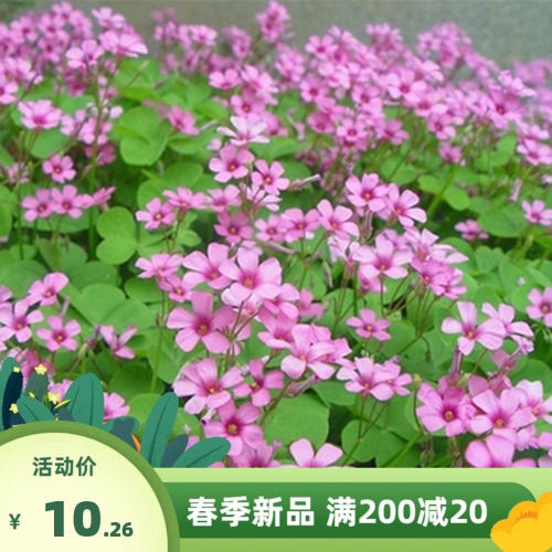 草坪种子暖季型草籽三叶酢浆草红花白花三叶草地被植物种子花种籽