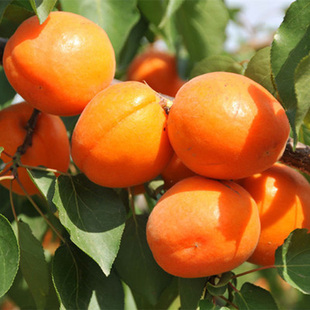 野生山杏种子苦杏仁 药用仁用杏种子 杏树种子 林木种子杏树子