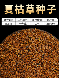 散装夏枯草种子中药材白毛夏枯草种籽子四季种植另有野生黄芩苗孑