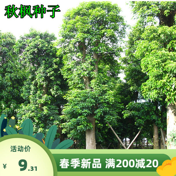 枫树种子 秋枫种子 量大优惠 绿化花卉苗木种子 品种齐全 包邮图片