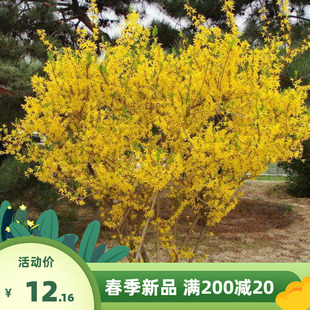 连翘种子花开香气淡艳满枝金黄抗病虫耐旱耐寒中药迎春花种子籽