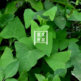扛板归种子 犁头刺三角酸藤种子 中草药材阳台盆栽耐热植物