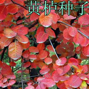 新采花种子/黄栌种子/烟树种子/花卉/彩叶树种子 林木种子 优惠了